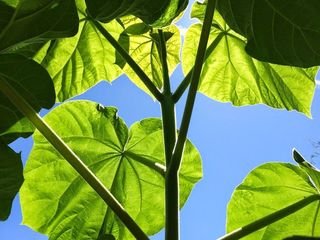 paulownia tomentosa