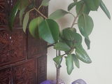 Ficus cu frunza mare inaltimea 100-420 lei,Ficus cu frunza mica inaltimea 120- pret 550 lei. foto 2