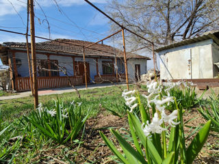 Casă de odihnă în stil rustic pe malul r. Nistru! 33 mp + 11 ari! foto 1