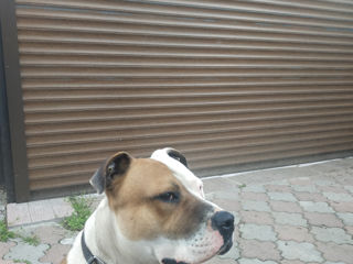 Amstaff 34kg pitbuli амстафф кабель foto 4