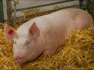 Vindem porc crescut în condiții de casă, 150kg