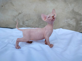 Котята канадского сфинкса / Sphynx Canadian foto 5