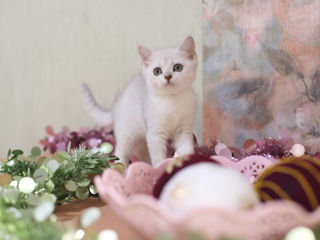 British shorthair kitten foto 9