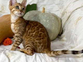 Bengal kittens. foto 3