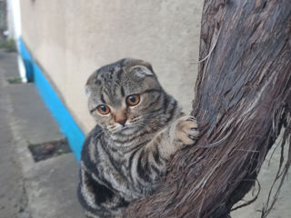 Scottish fold foto 7