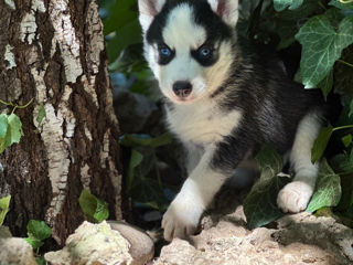 Vând cei mai drăgălași  husky