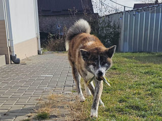 Akita Inu Urgent! foto 3