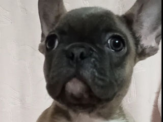 French Bulldog Щенки foto 2