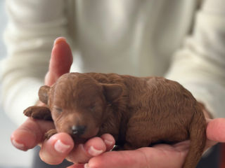 Toy poodle, red brown