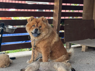 Cățelușă  de rasă Chow Chow foto 4