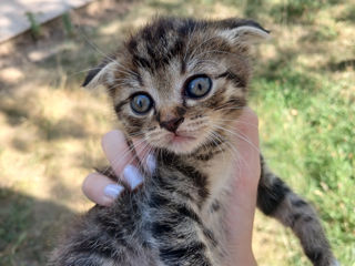 Urgent scottish fold de rasă pură își caută stăpân foto 5