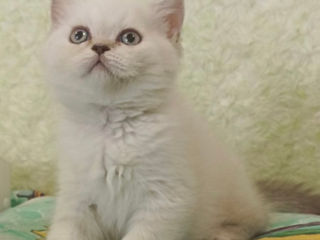 Блю-поинт голубоглазые котята шоу класс / Scottish blue color point cat