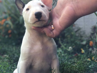 Bullterrier Standart/ bull terrier / Бультерьер foto 6