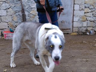 Опытный кобель с накоплением кровей Келара,Шункара и других знаменитых собак познакомится с сучкой foto 2