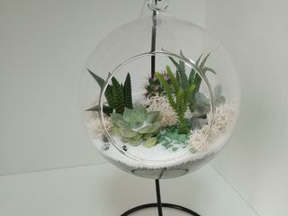 Compozitii din flori vii suculente in vase de sticla. Avem in stoc si la comanda,diferite dimensiuni foto 2