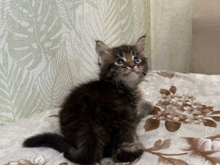 Котята Майн Кун , ищут семью фото 4