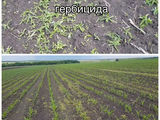 Гербициды для кукурузы фото 1