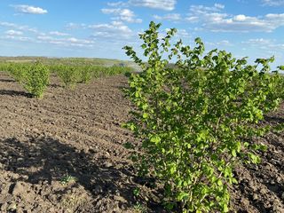 Înființarea livezilor de alun cu 5 ani asistență tehnică și agronomică inclusă