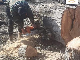 Echipa profesionista de taiere a copacilor, crengilor problematice! Avem toata tehnica necesara! foto 5