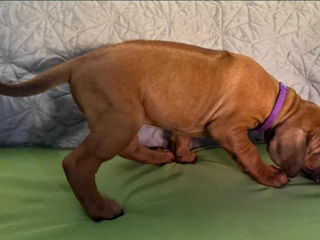 Pui Rhodesian Ridgeback de vânzare foto 3