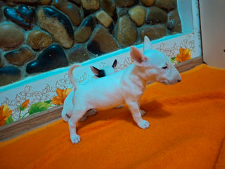 Bull Terrier