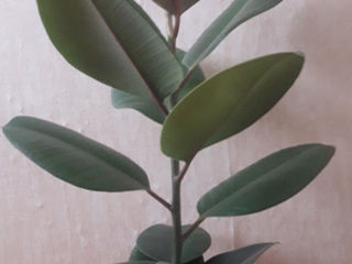 Ficus foto 1