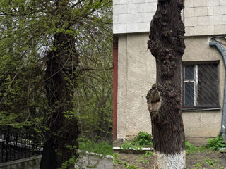 Уборка участков, покос травы, вывоз мусора – быстро и качественно! foto 0