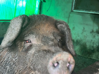 Porci foto 2