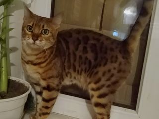 бенгальская кошка 2 года
