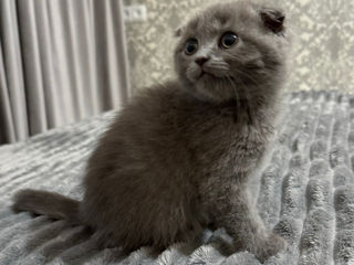 Scottish fold foto 3