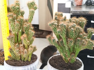 Cactusi foto 2