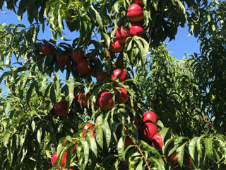 Pomi fructiferi - nectarine soiul Big Top , Ali Top , Stark Sunglo  și alte specii ... foto 3