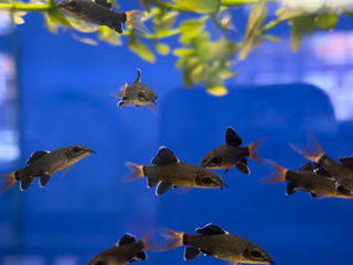 Рыбки аквариумные foto 8
