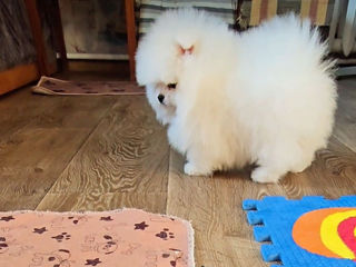 Микро Super мини Mini toy (spitz pomeranian) тип мишка фото 3