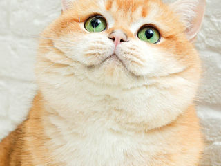 Британские котята золотая шиншилла foto 9