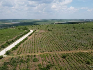 86 hectare de vita de vie Merlo Caberne foto 3