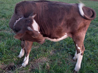 Bovine foto 2