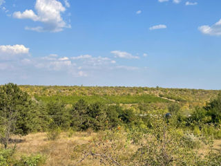 Teren agricol cu plantație de vie foto 5