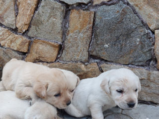 Vindem cățeluși Labrador! foto 4