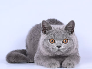 Pisoii British Shorthair foto 4