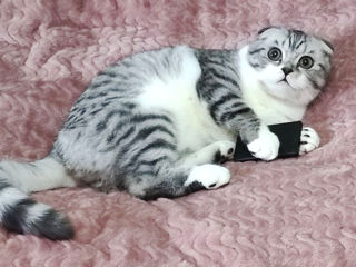 Чистокровный шотландский котёнок Scottish fold. Passport!