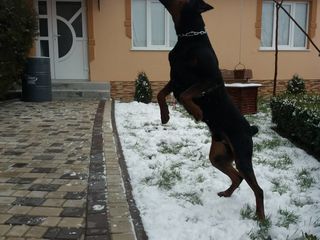 Doberman la imperechere foto 5