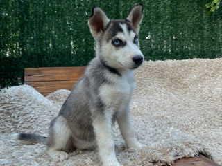 Husky Siberian