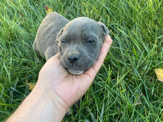 Cane Corso 2,5 luni foto 6