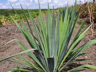 Yucca foto 5