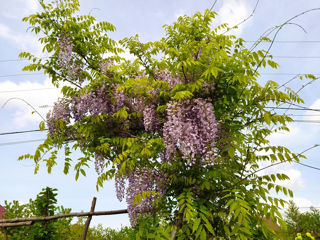 Глицинию Блю Мун. Wisteria – Вистерия.