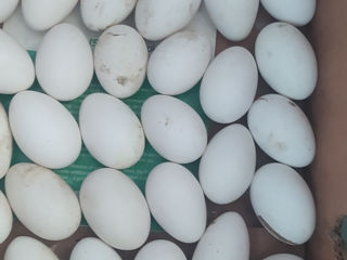 Продаю яйца гусиные foto 2