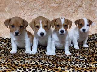 Vând căței jack russell terrier, născuți la 15 august. Or. Soroca foto 1