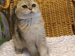 Scottish fold golden foto 3