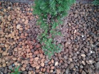 Soluție de tratare,reanimare(conifere) brazi,tui,pini,floră ,pomicultură. foto 5